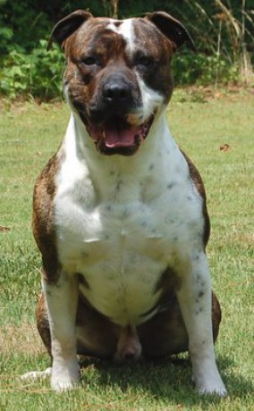 american bulldog brindle pictures. American Bulldog Brindle.jpg